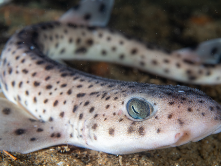 Day 26 – Drishaig Reef, Loch Fyne