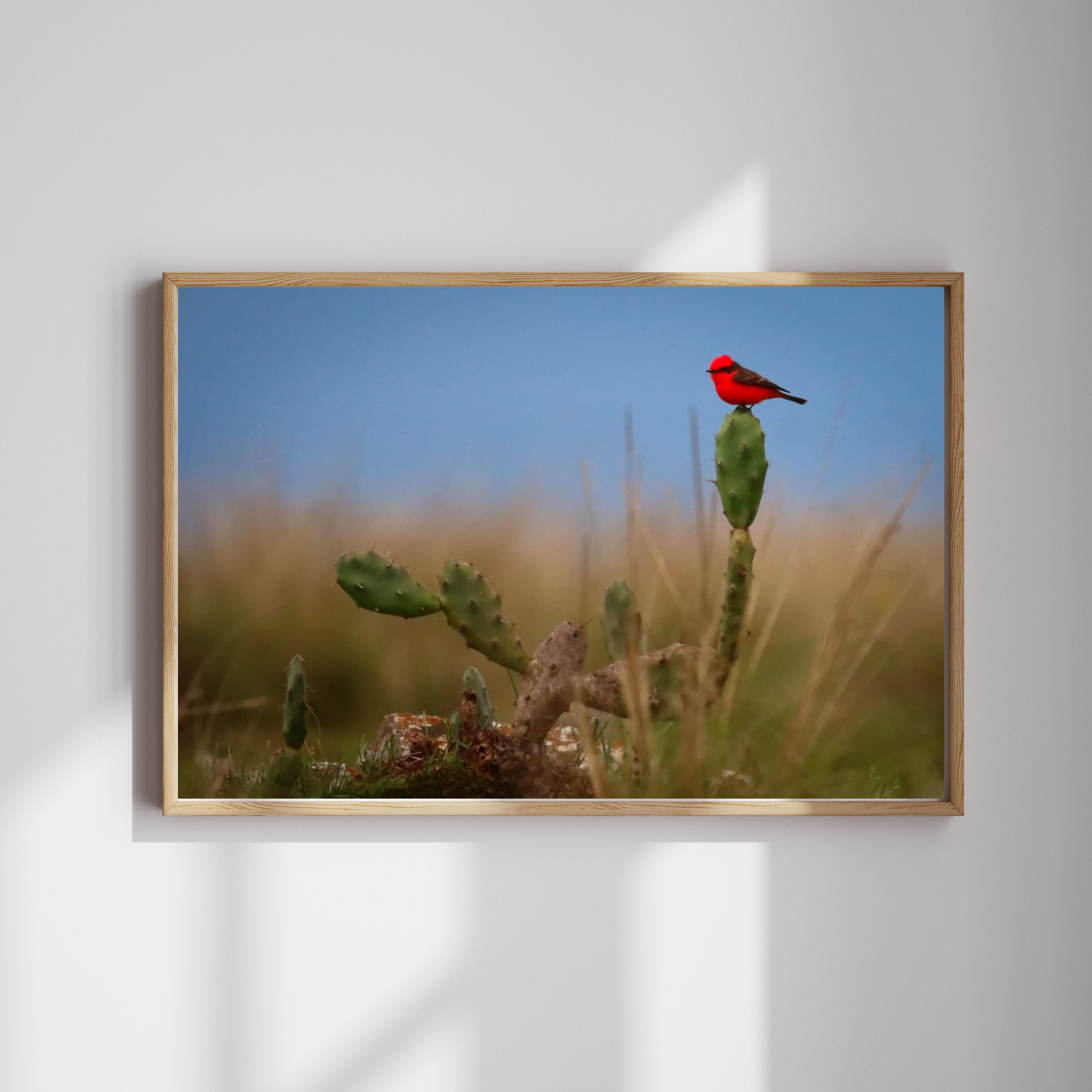 Príncipe (R$ 144 - R$363)