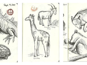 Memphis Zoo Sketches