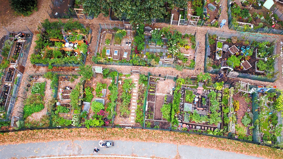 Garden%20birdpic_edited.jpg