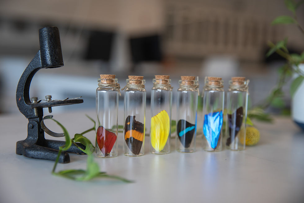 A cast iron microscope, besides a series of 7 vials each containing a butterfly wing. The vials are arranged so the wings are in rainbow order