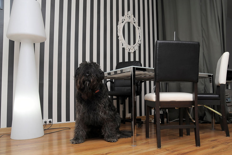 masqperros-1.jpg
