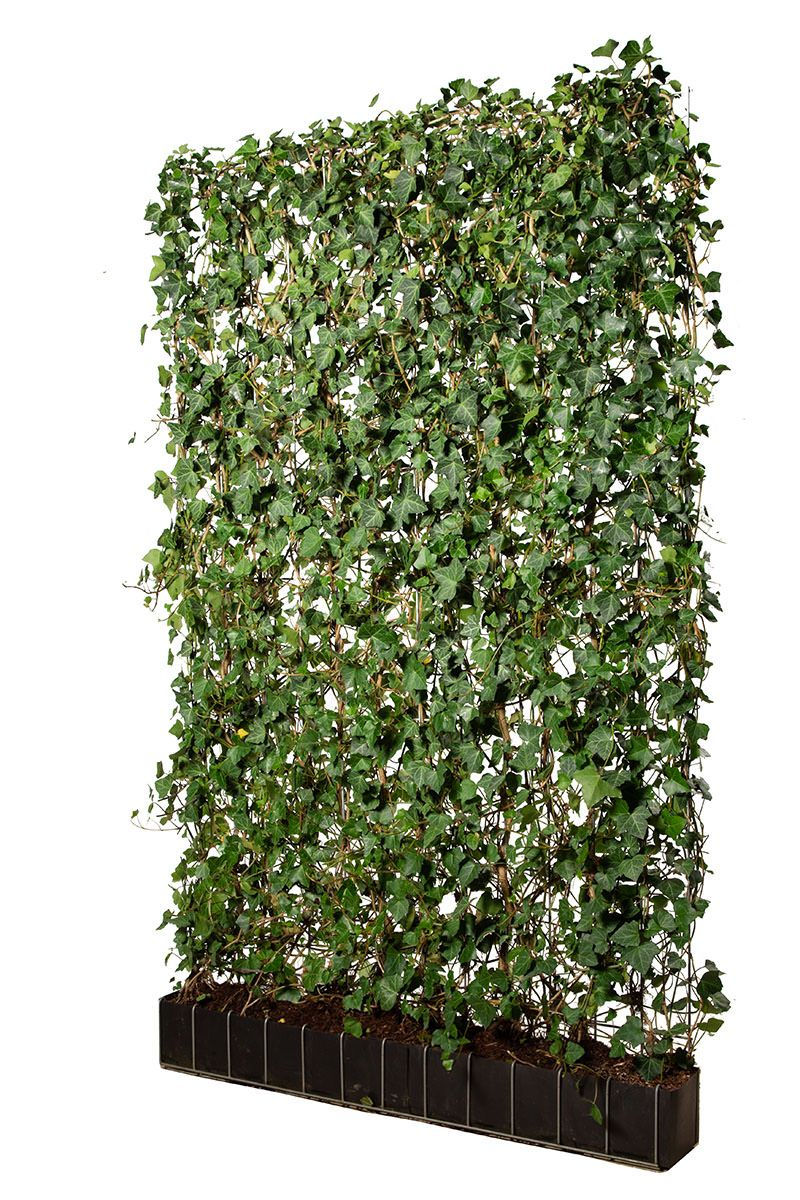 Miniatyrbilde: Eføy ferdighekk, Hedera hibernica