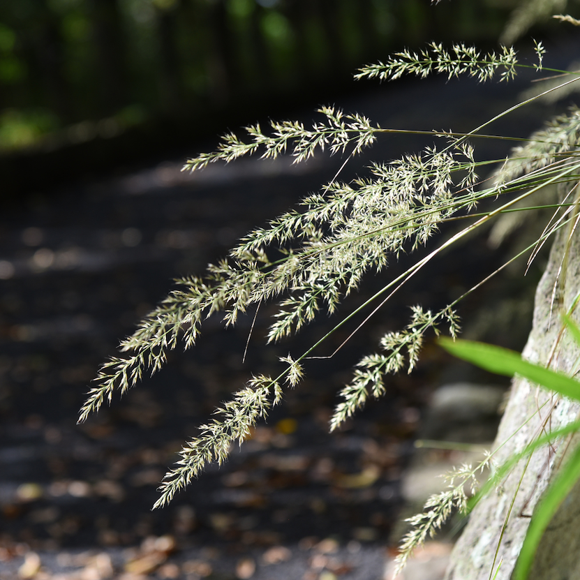 Hagerørkvein, Calamagrostis `Overdam`