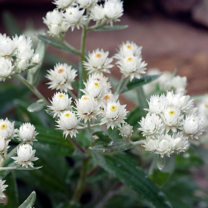 Miniatyrbilde: Sølvevigblomst, Anaphalis triplinervis