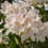 Miniatyrbilde: Rhododendron `Cunningham`s White`