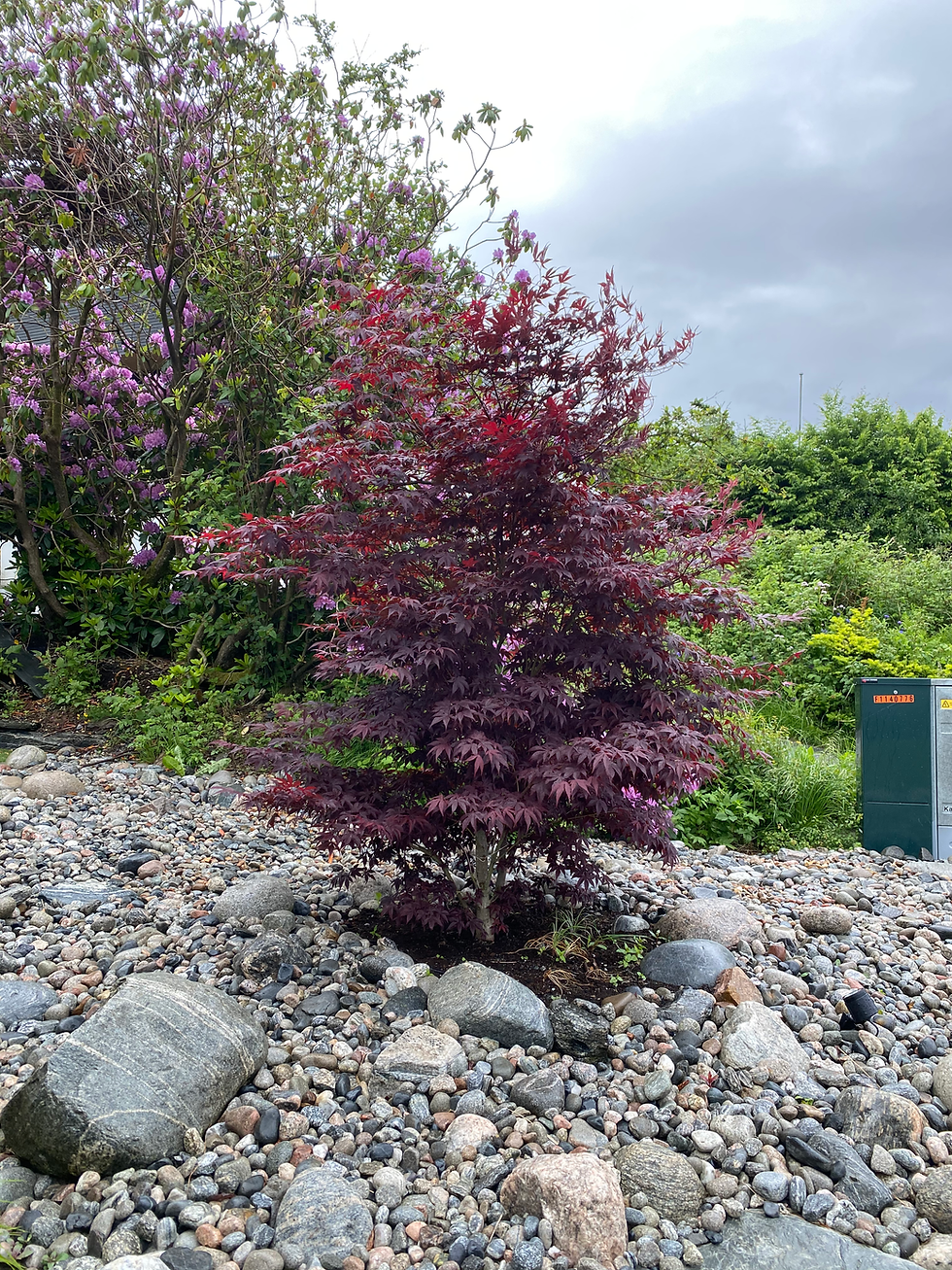 Japansk Blodlønn, Acer palmatum `Atroprurpureum`