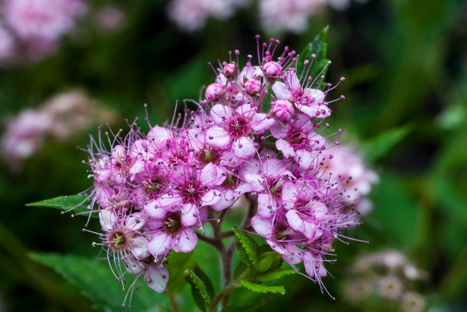 Miniatyrbilde: Japanspirea, Spiraea japonica `Little Princess`