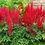 Miniatyrbilde: Hageastilbe, Astilbe arendsii `Fanal`
