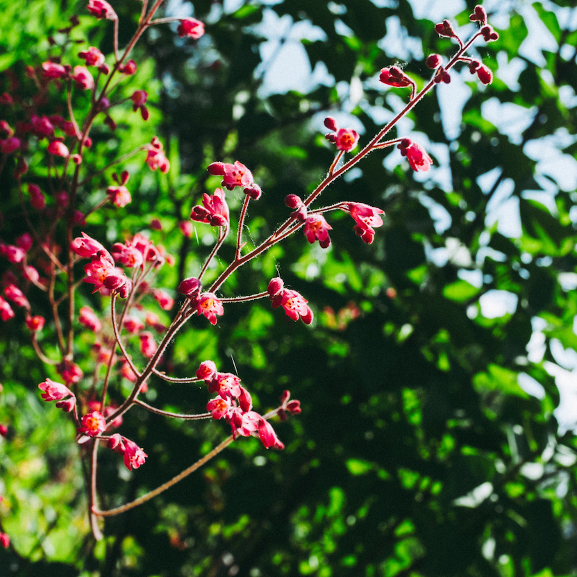 Miniatyrbilde: Alunrot, Heuchera sanguinea
