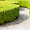 Miniatyrbilde: Buksbom hekk rotball, Buxus sempervirens