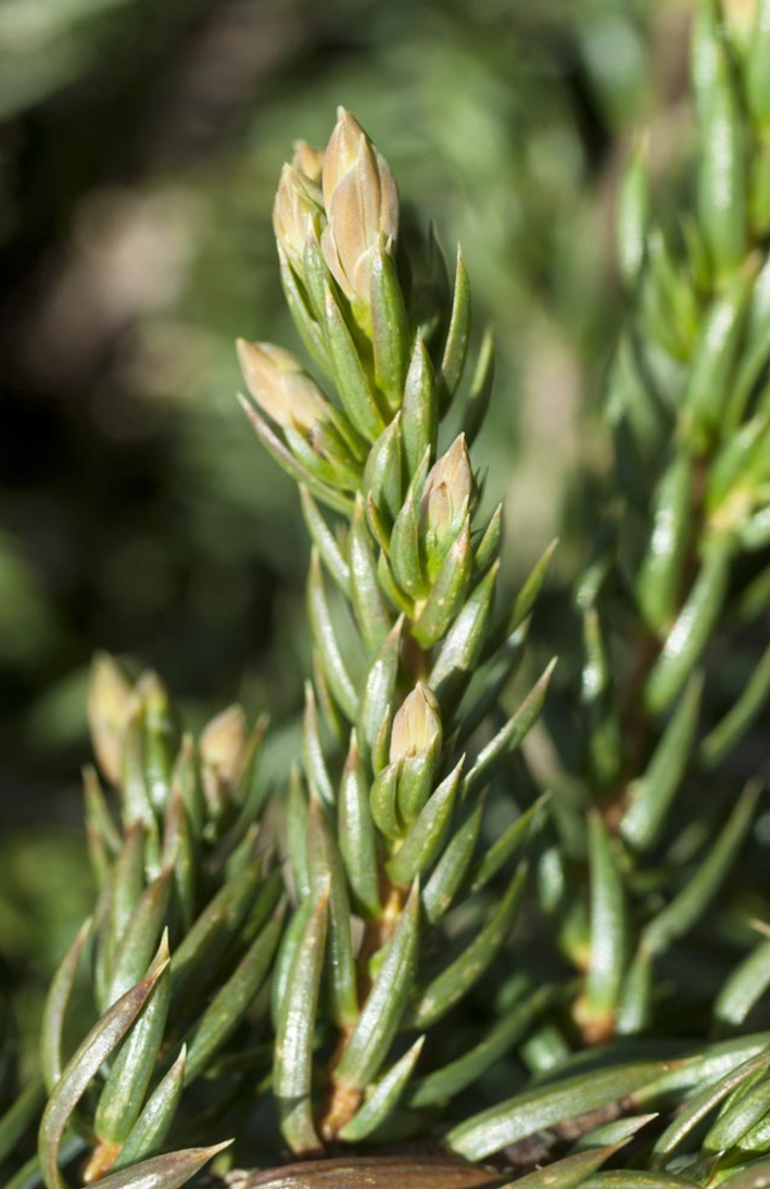 Miniatyrbilde: Krypeiener, Juniperus communis `Repanda`
