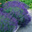 Miniatyrbilde: Lavendel, Lavandula angustifolia `Hidcote`