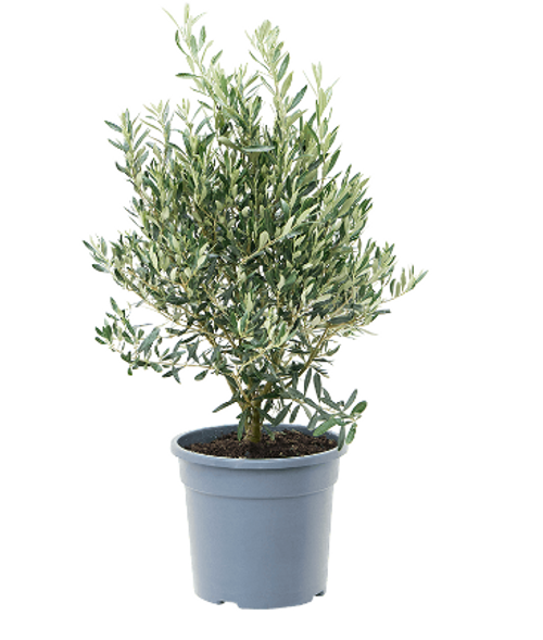 Oliventre busk, Olea europea