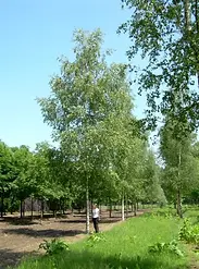 Oppstammet bjørk i rekker på planteskole – typisk trær for hage og park