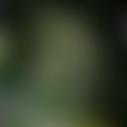 Hvitblomstrende klatrehortensia (Hydrangea anomala subsp. petiolaris) som dekker en vegg i frodig hage.