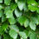 Miniatyrbilde: Bøkehekk, Fagus sylvatica