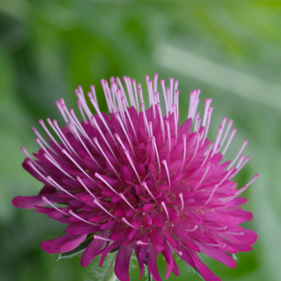Miniatyrbilde: Makedoniarødknapp, Knautia macedonica