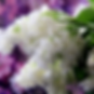 Syringa villosa ‘Agnes Schmidt’ – nærbilde av lys rosa til hvite blomsterklaser med mild duft.