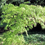 Miniatyrbilde: Viftelønn, Acer palmatum `Green Lace`