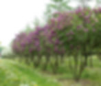 Syringa vulgaris ‘Charles Joly’ dyrket på felt – rød-lilla blomstring på oppstammede syriner i full flor.
