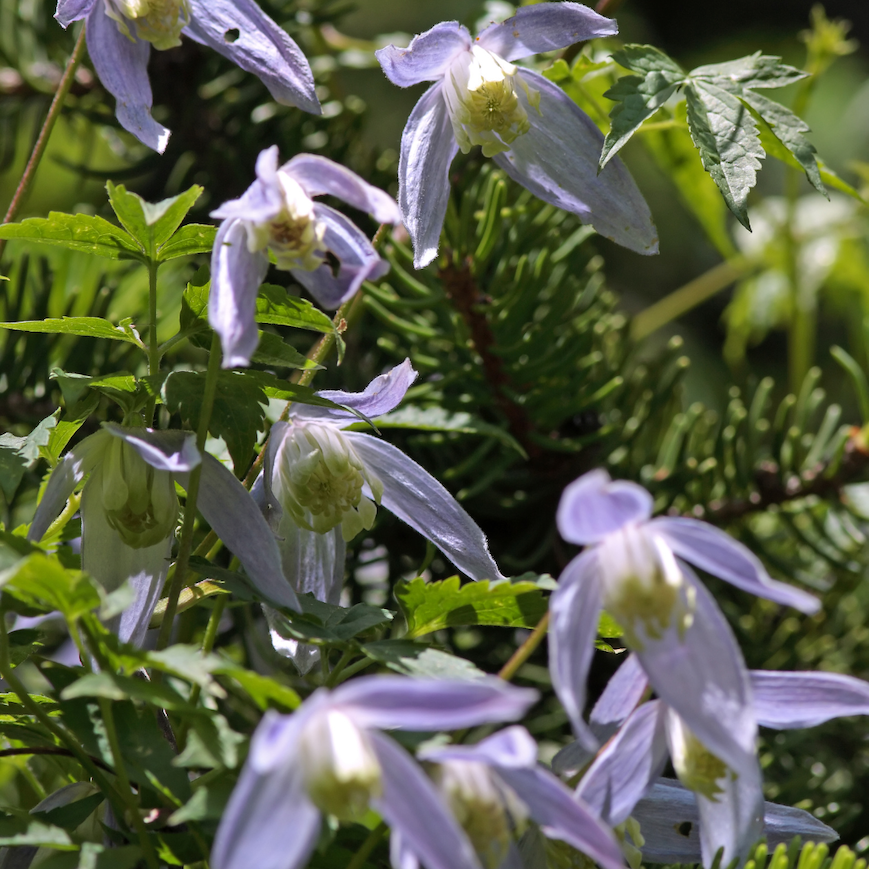 Miniatyrbilde: Clematis alpina klatrende i grønt espalier, med blomster i ulike stadier av utvikling