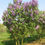 Miniatyrbilde: Stor Syrin, Syringa vulgaris