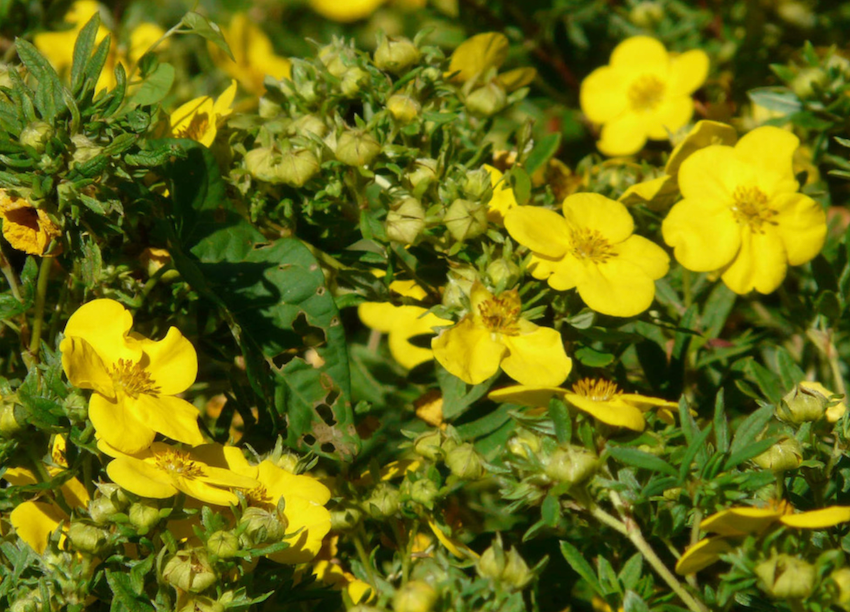 Miniatyrbilde: Buskmure, Potentilla fruticosa