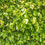 Miniatyrbilde: Bøkehekk, Fagus sylvatica