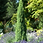 Miniatyrbilde: Irske Einer, Juniperus communis `Hibernica`