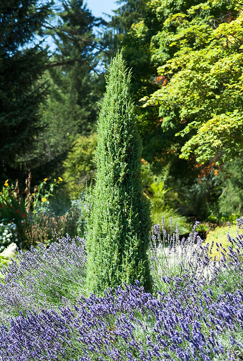Irske Einer, Juniperus communis `Hibernica`