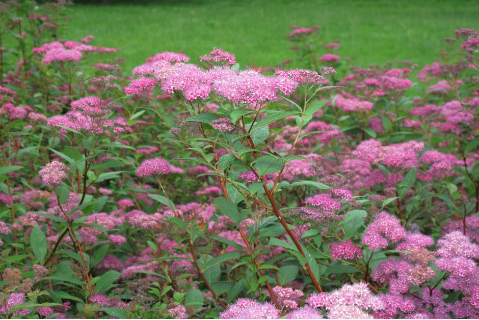Miniatyrbilde: Japanspirea, Spiraea japonica `Little Princess`
