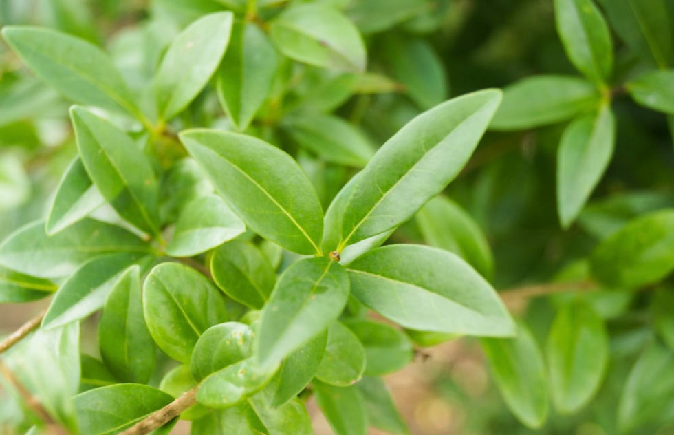 Miniatyrbilde: Vinterliguster, Ligustrum ovalifolium