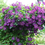 Miniatyrbilde: Clematis viticella`Etoile Violette`