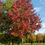 Miniatyrbilde: Ambartre, Liquidambar styraciflua