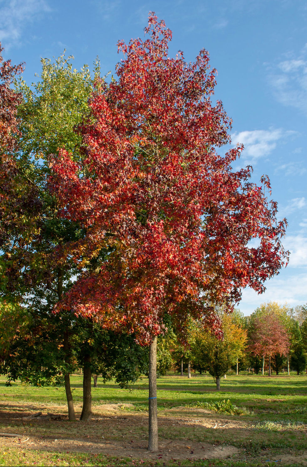 Miniatyrbilde: Ambartre, Liquidambar styraciflua