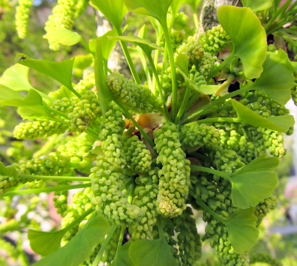 Miniatyrbilde: Tempeltre, Ginkgo biloba