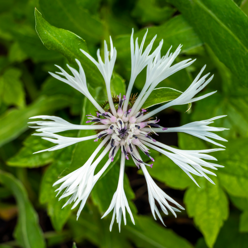 bergknapp-centaurea-montana-alba-tommys-planter