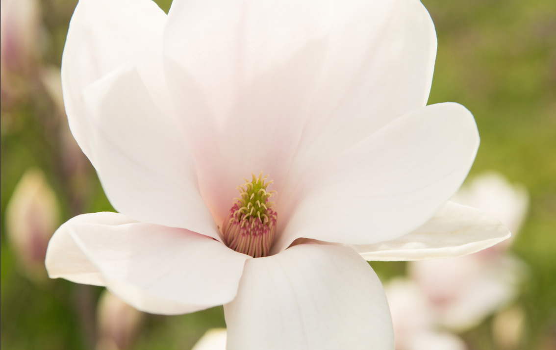 Magnolia x soulangeana oppstammet