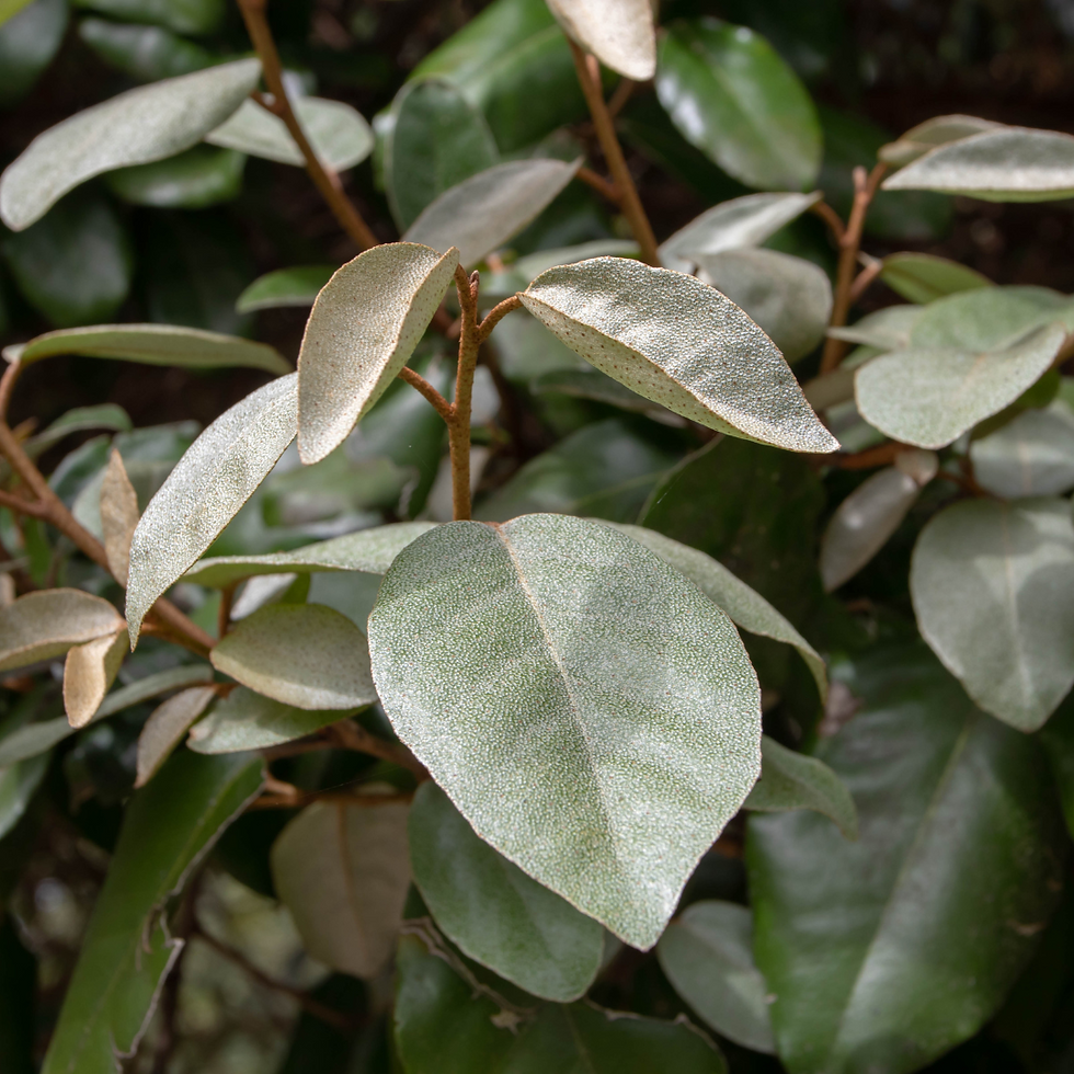 Miniatyrbilde: Sølvblad, Elaeagnus ebbingei