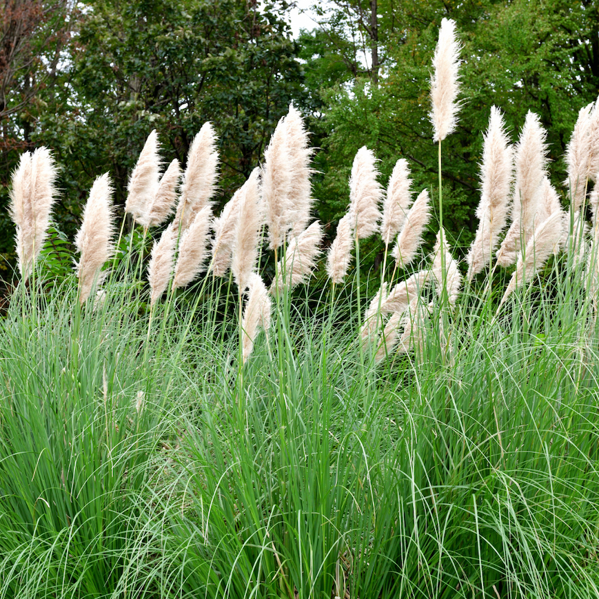 Miniatyrbilde: Dverg pampass, Cortaderia selloana `Pumila`