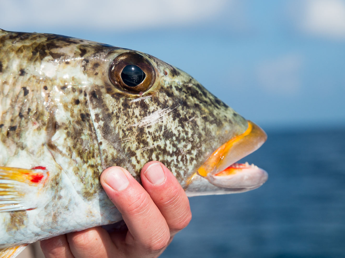 Gallery Andaman Game Fishing