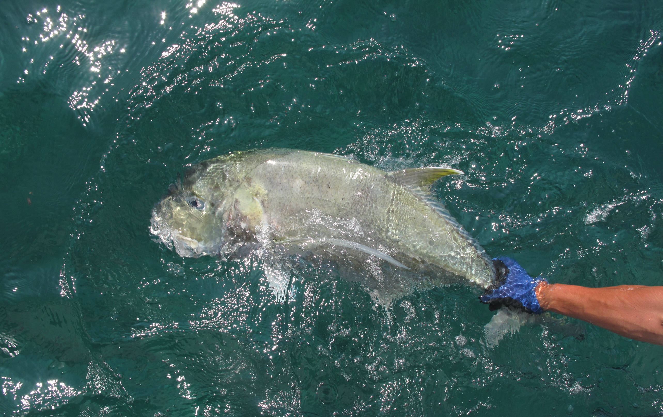 Gallery Andaman Game Fishing