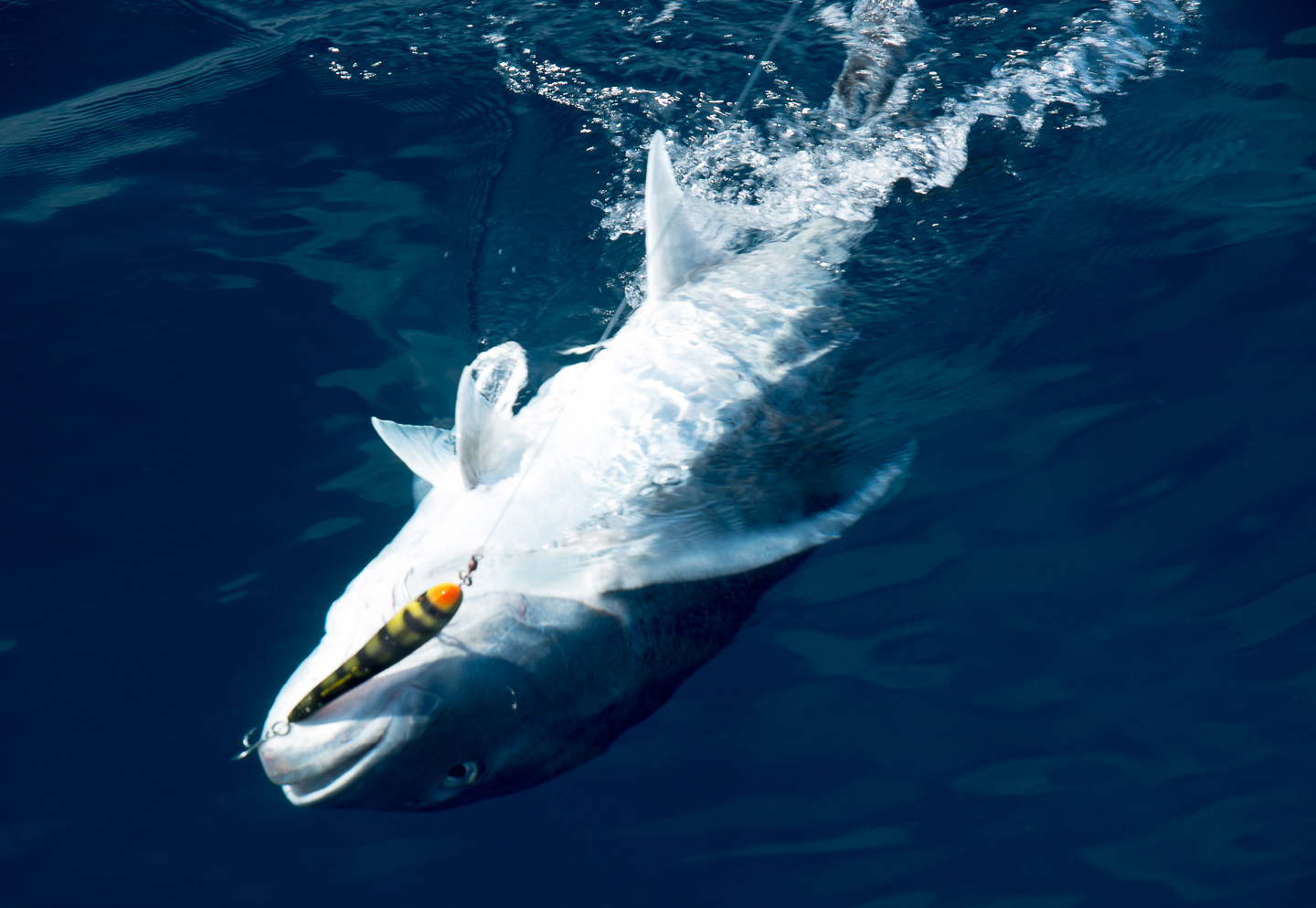 Gallery Andaman Game Fishing