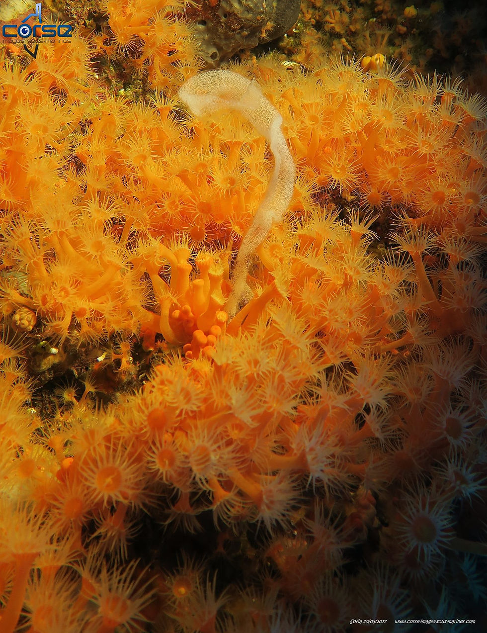 18558563_1327204477317151_7585567966159124085_o