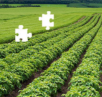 Paynes bespoke fertiliser.jpg