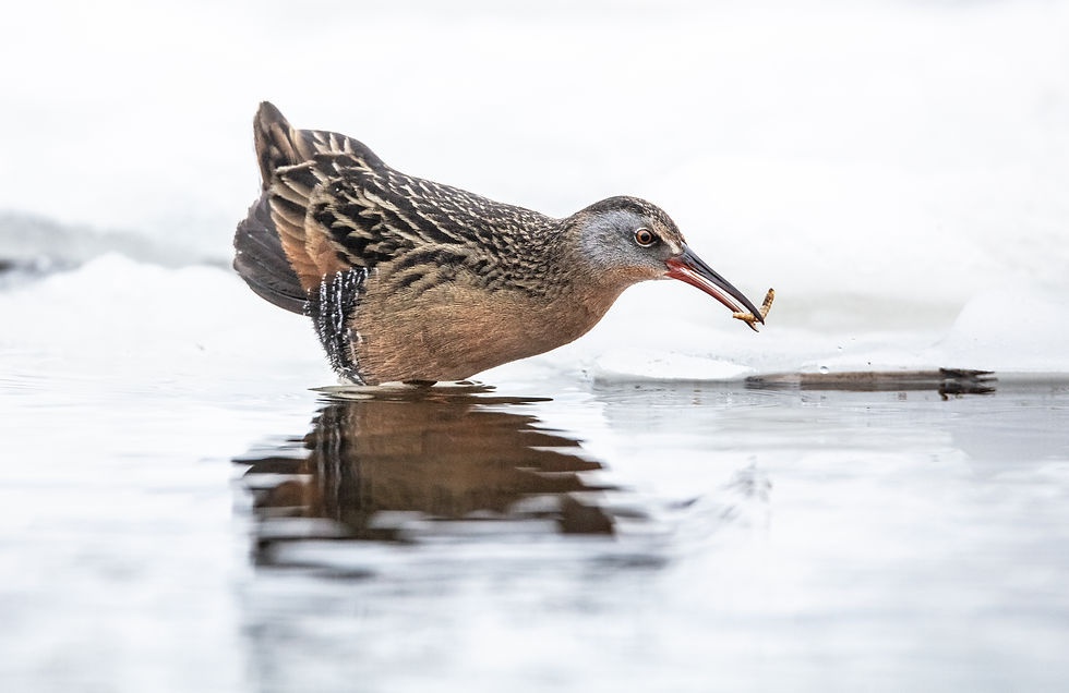 Virginia Rail