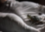 moonstone nhtr bg.jpg