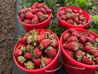 Pecan Creek Strawberry Farm in Pilot Point, Texas