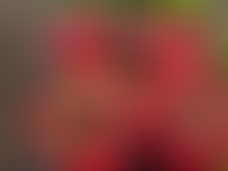 Pecan Creek Strawberry Farm in Pilot Point, Texas